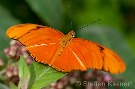 079 Julia-Falter - Dryas julia